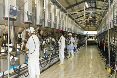 Vinamilk nâng cao năng suất và chất lượng vùng nguyên liệu